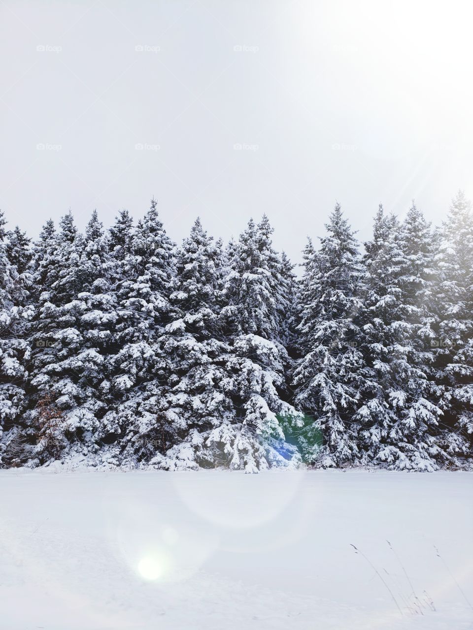 Minnesota, Winter, Snow, Trees, Scenery, Winter Wonderland, outdoors, light flare
