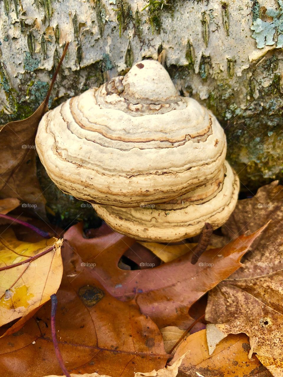 Pretty fungi with a little surprise hanging 