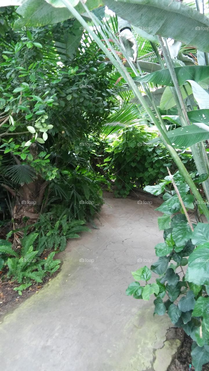 Tropical pathway indoor rainforest jungle plants flora trees vines