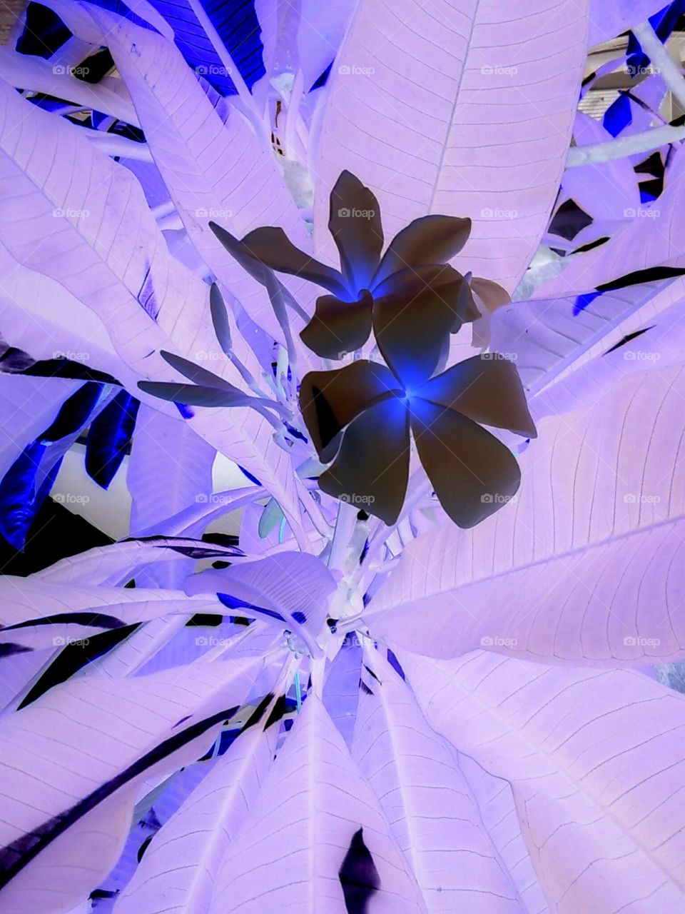 Neon Black Blue And Purple Plumeria