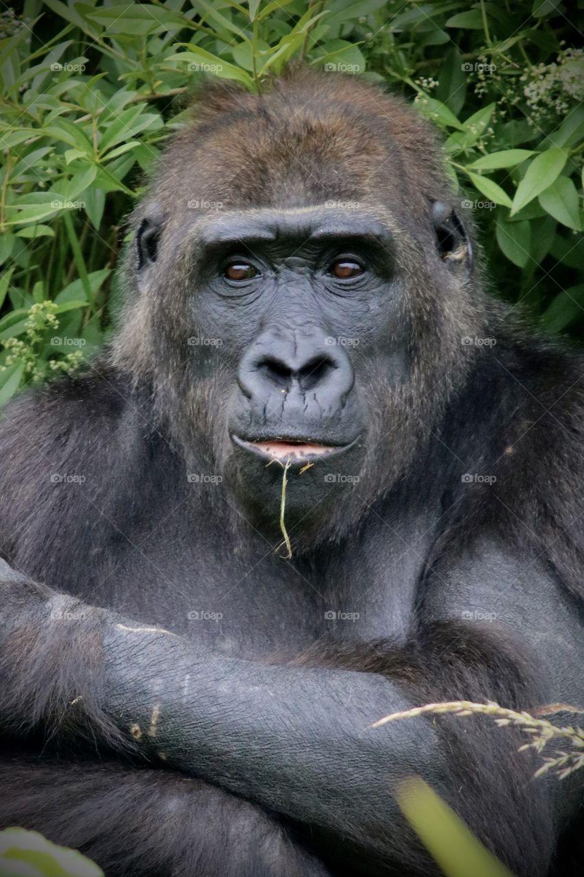 Gorilla 
