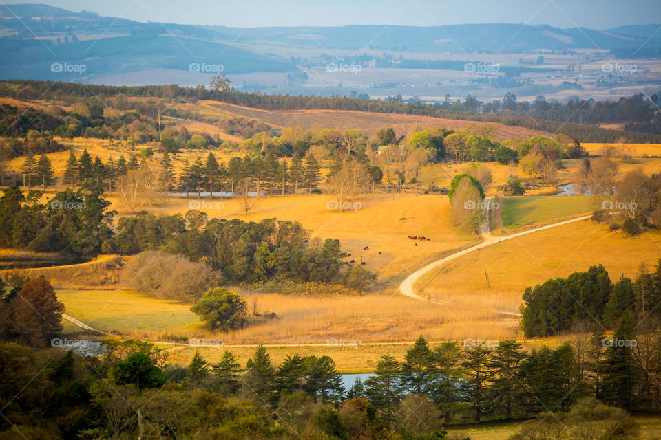 The start of winter in South Africa. Dry grasslands bare trees and some evergreen trees. Image over a valley at winter time.