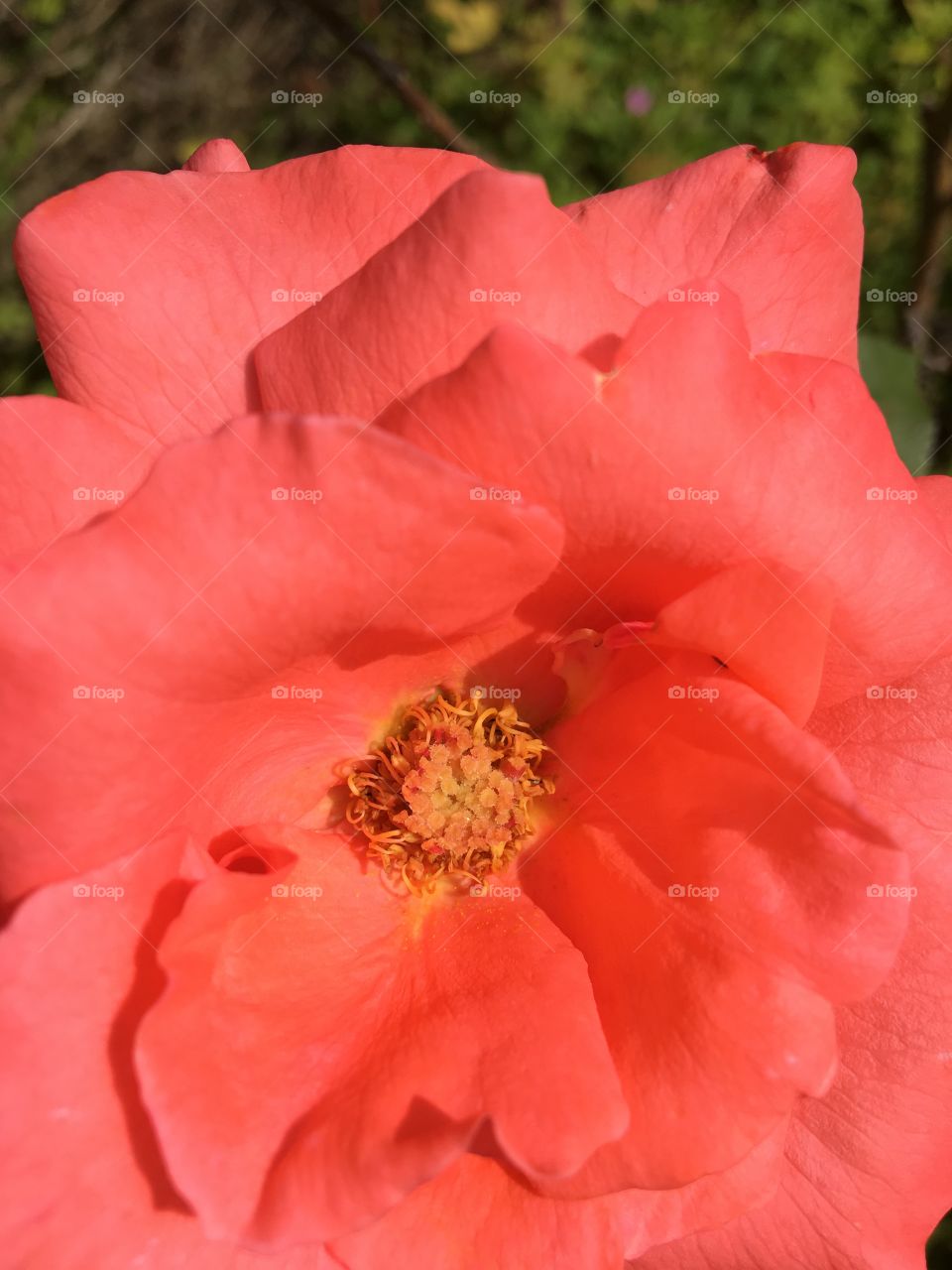 Heart of blooming rose in summer sunshine 