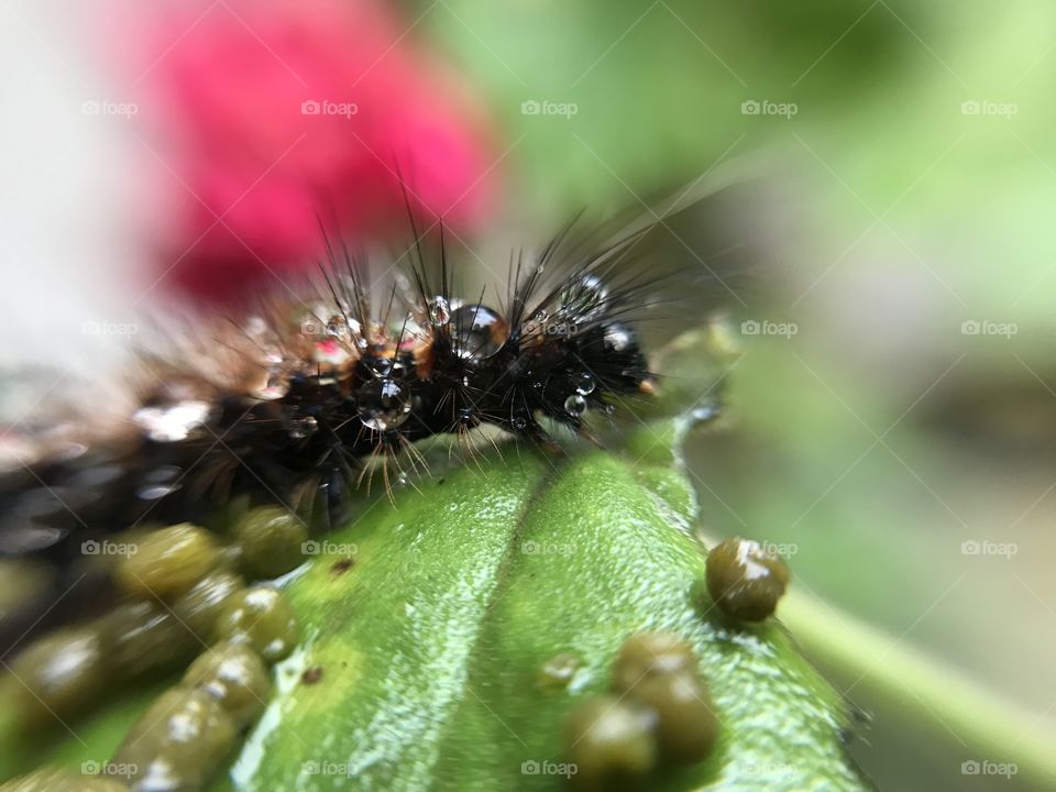 Little caterpillar | Photo with iPhone 7 + macro lens. 