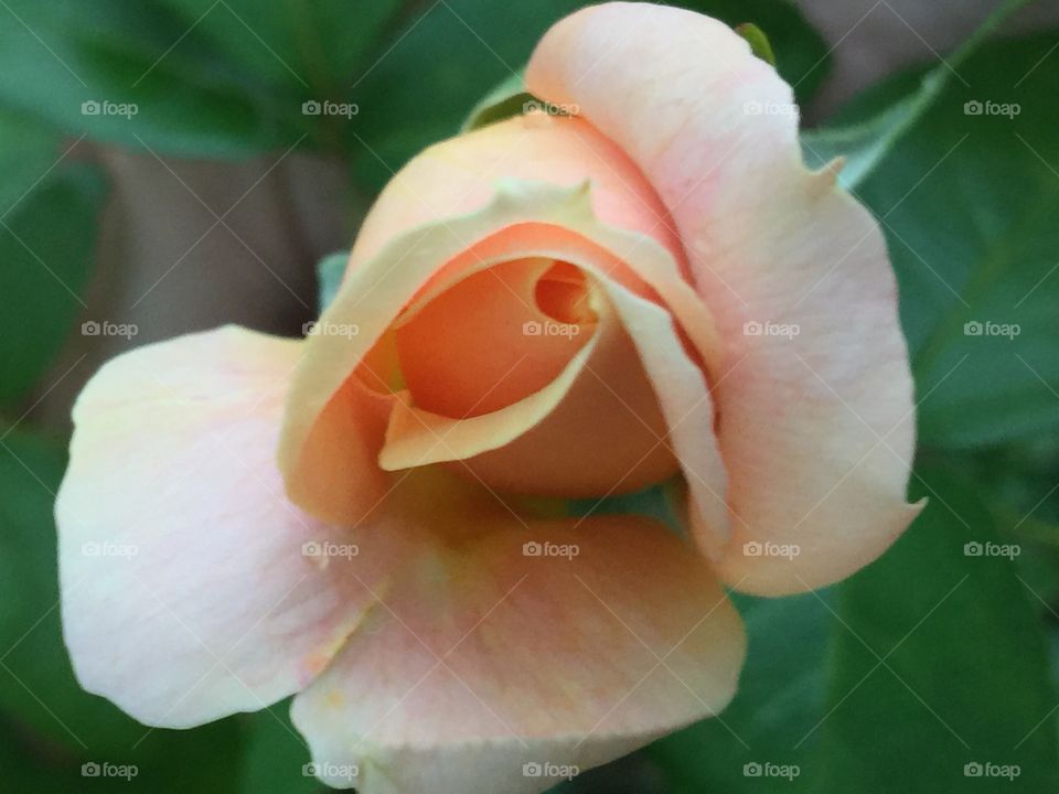 Rosebud blooming
