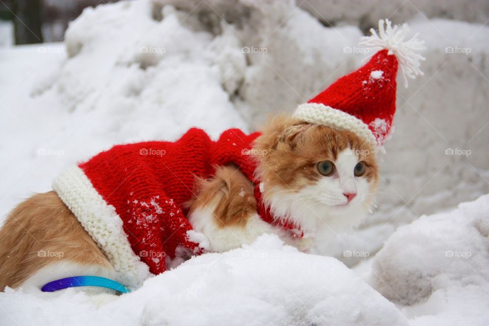 Christmas cat