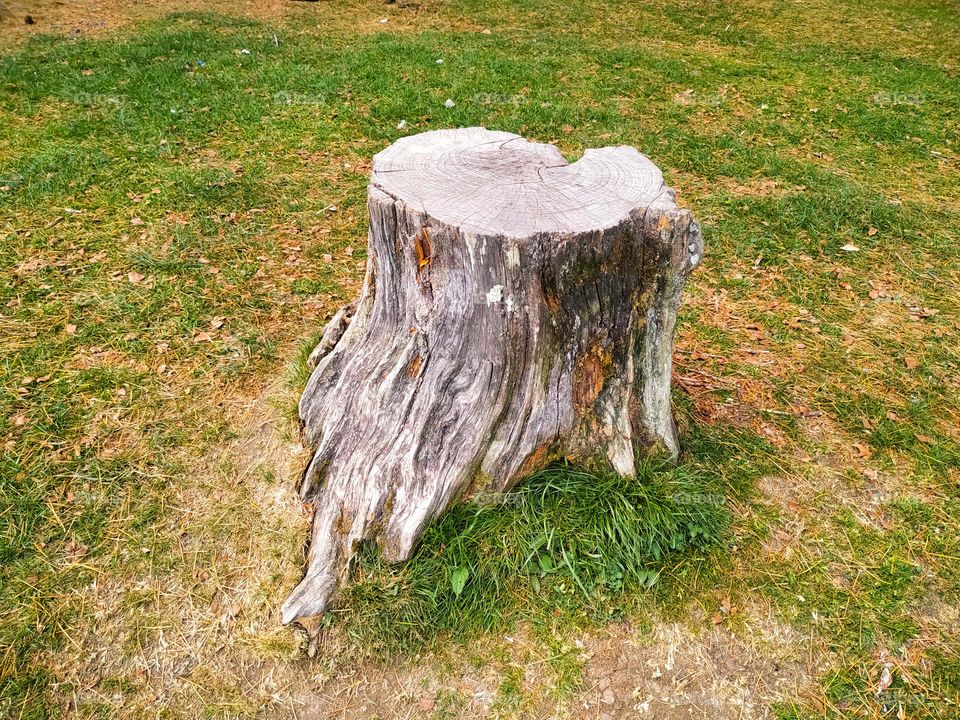 A cut root of a dried tree in a meadow