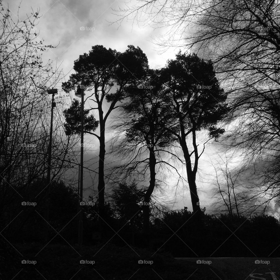Duncan's Park - Lisburn - N. Ireland
Moody trees, with dirty cloud formation in the background