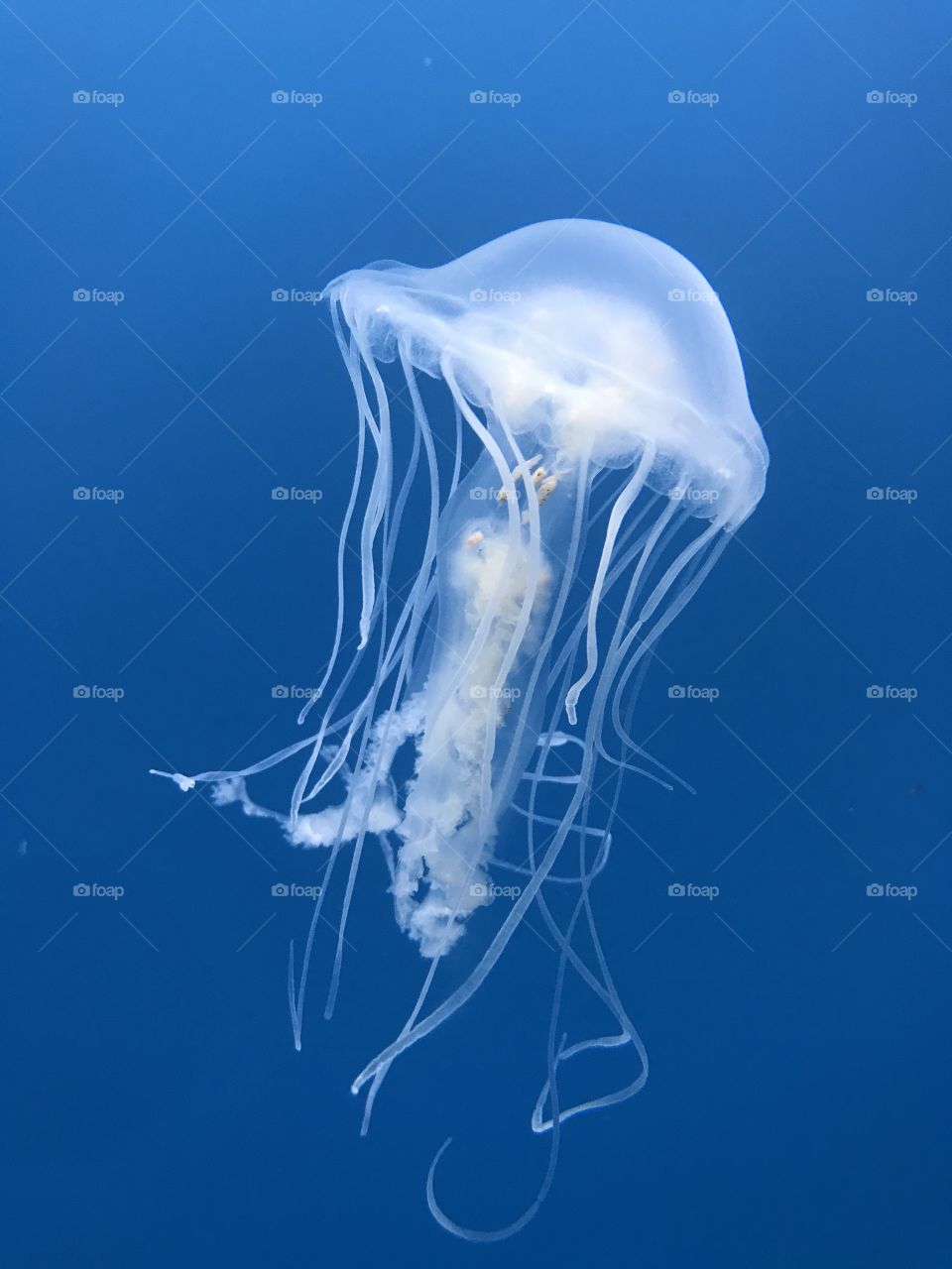 vibrant white jellyfish is captured mid stroke 