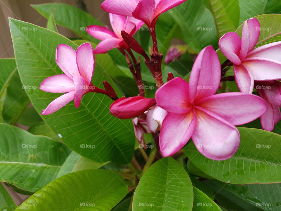 pink, frangipani