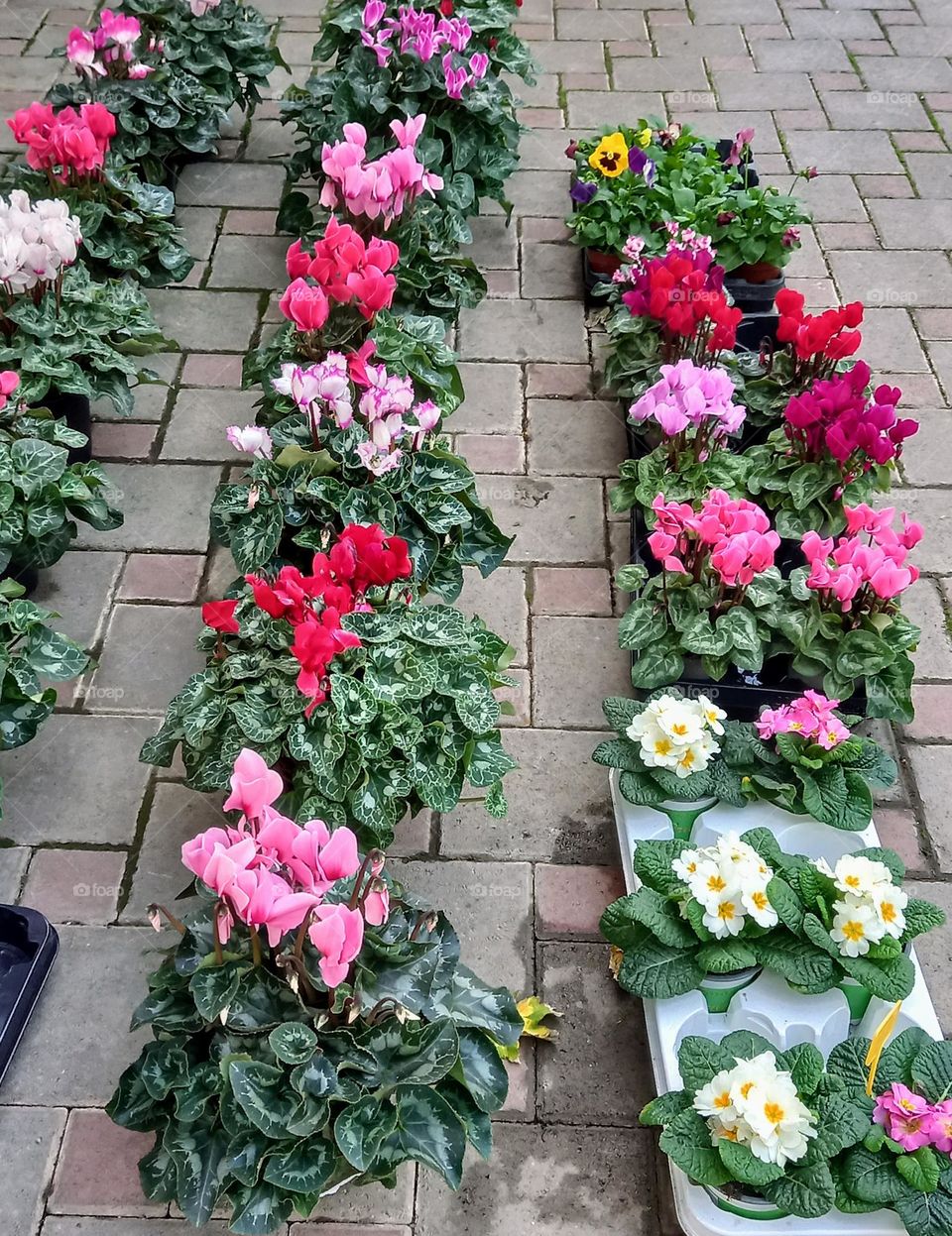 Flower blooming in Fall