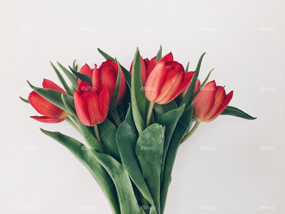 Tulips