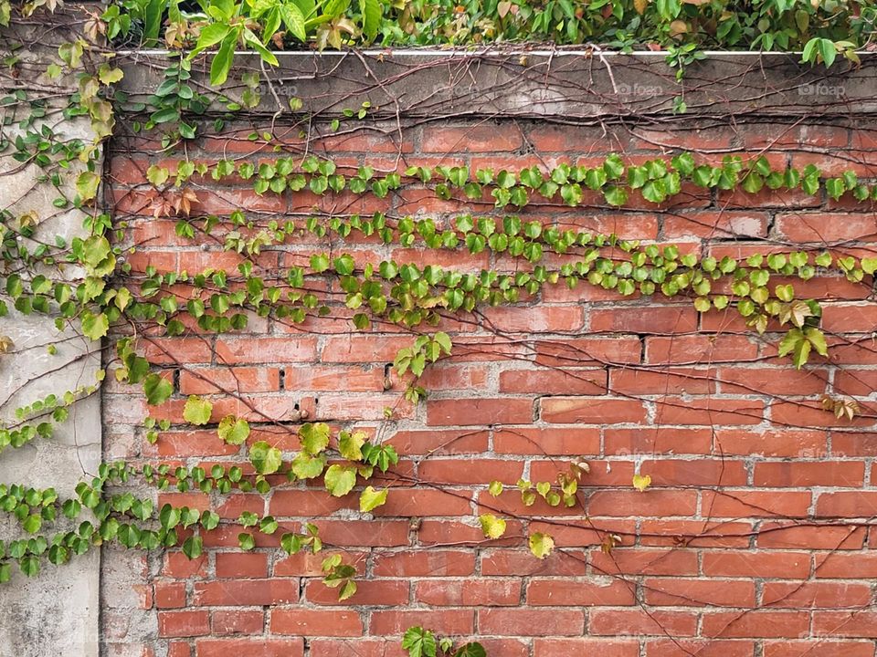 Red brick wall with sprawling plants