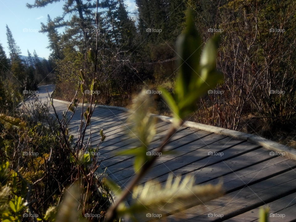 Boardwalk. over the wetlands
