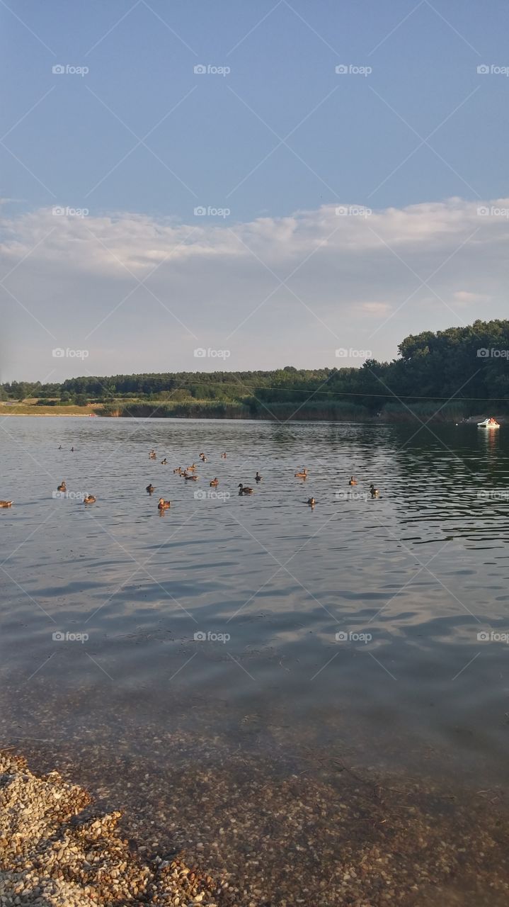 Ducks on the lake