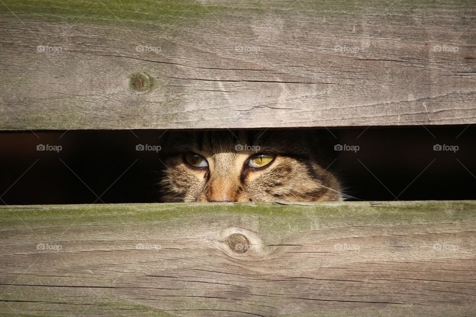 A beautiful photograph of a domestic cat looking outside behind wooden wall