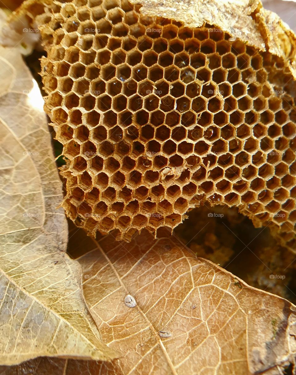 beehive