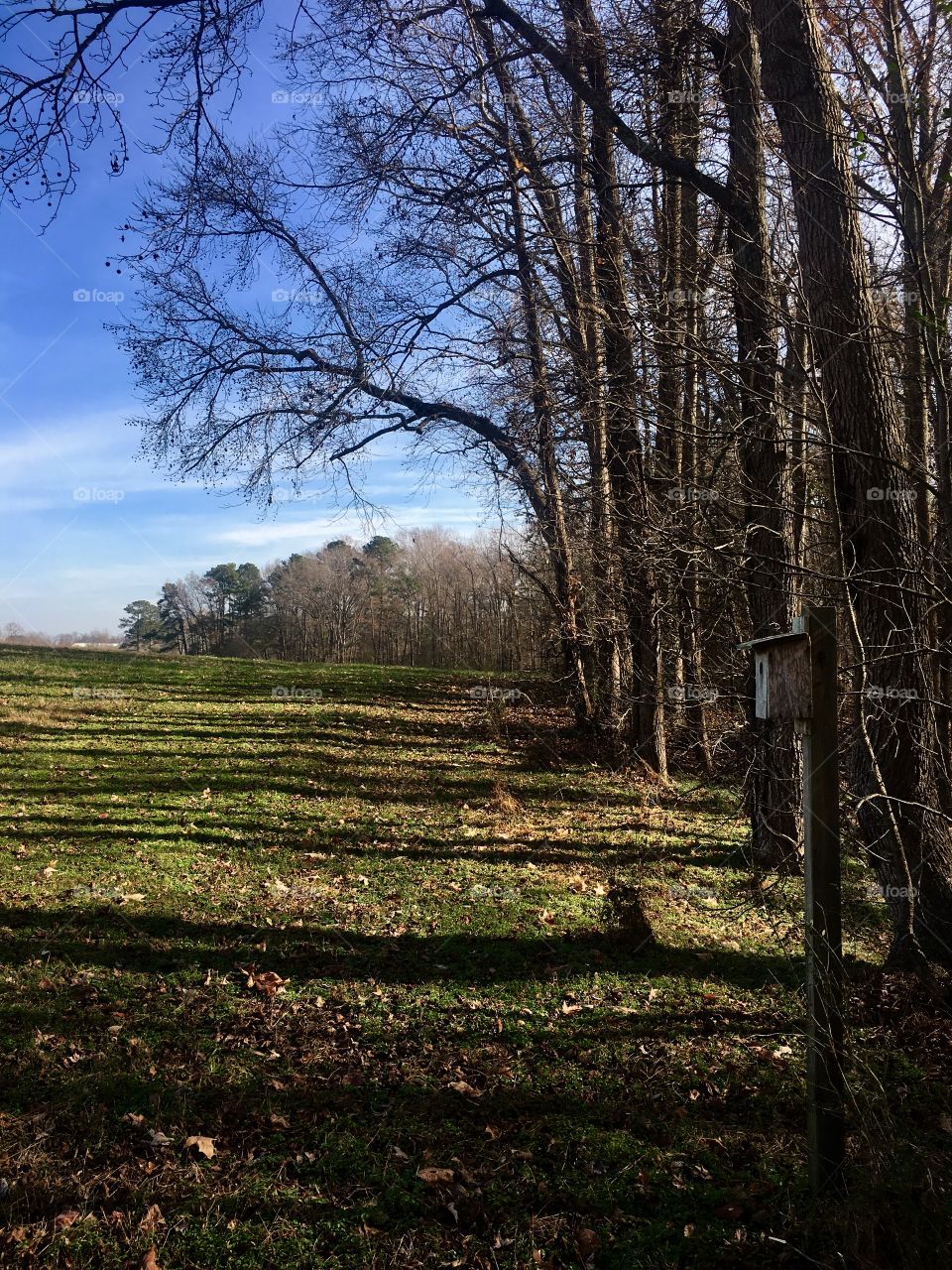 Birdhouse at the field’s edge