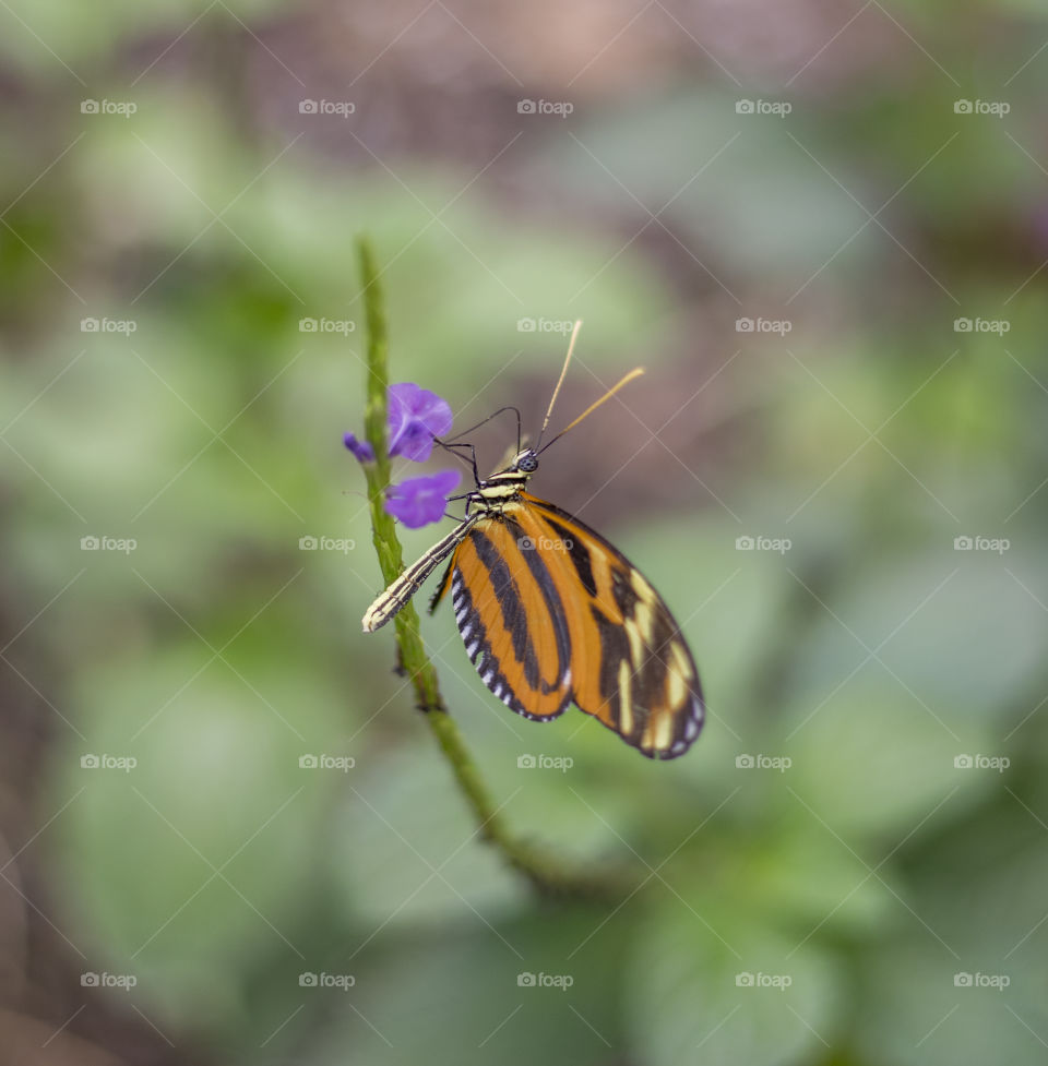 Butterfly shot