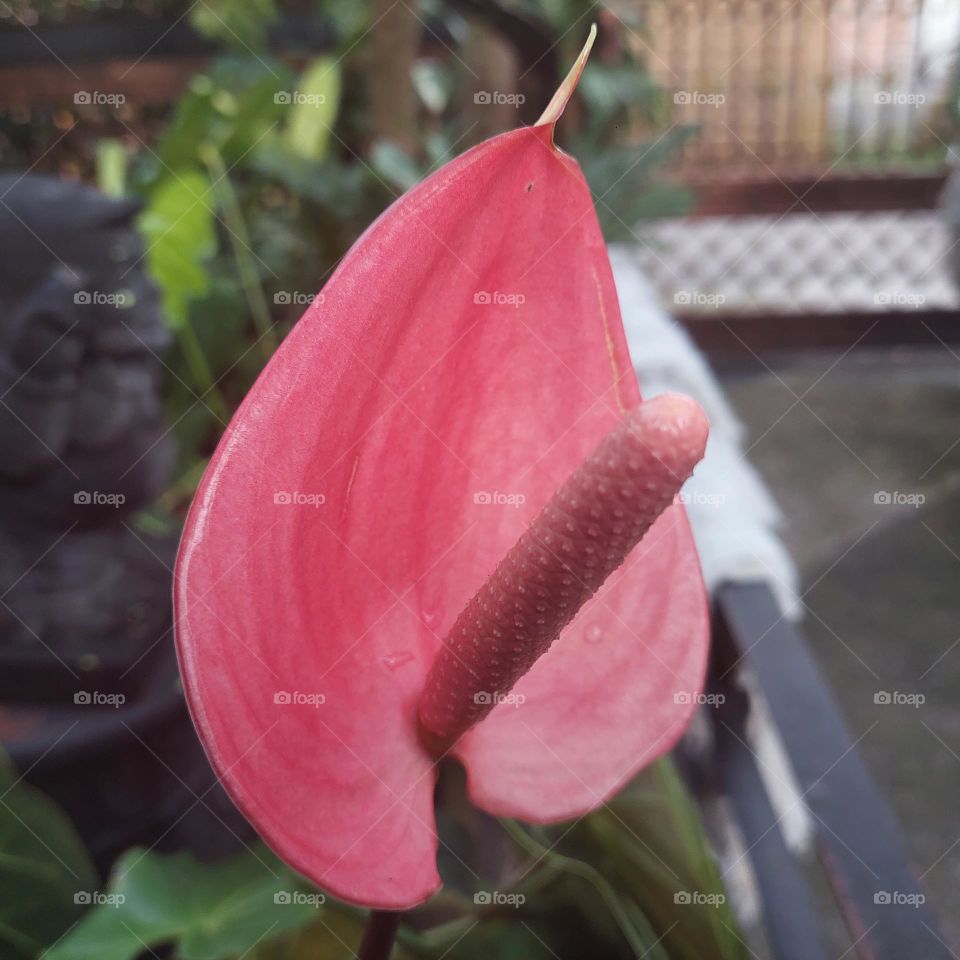 Peace lily (Spathiphyllum wallisii) is a species of ornamental flowering plant that comes from the Araceae family