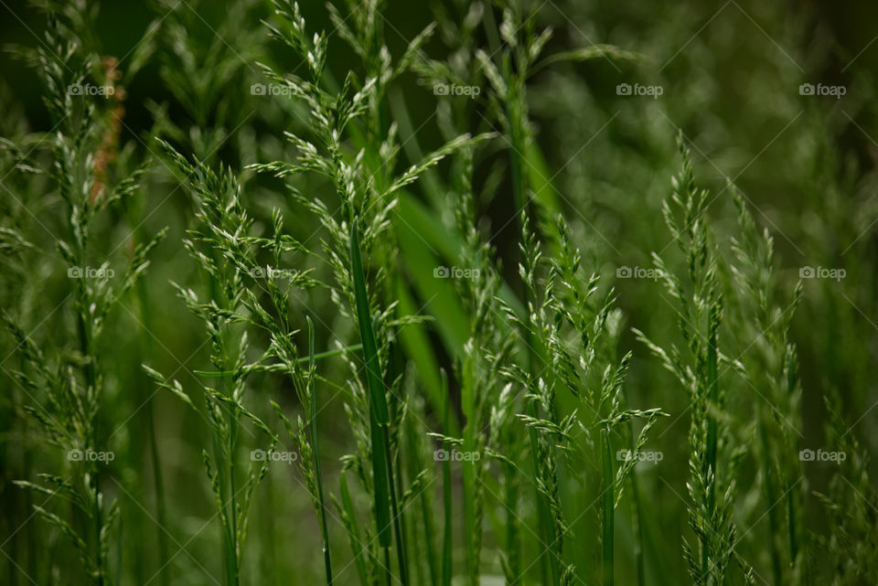 Grasses