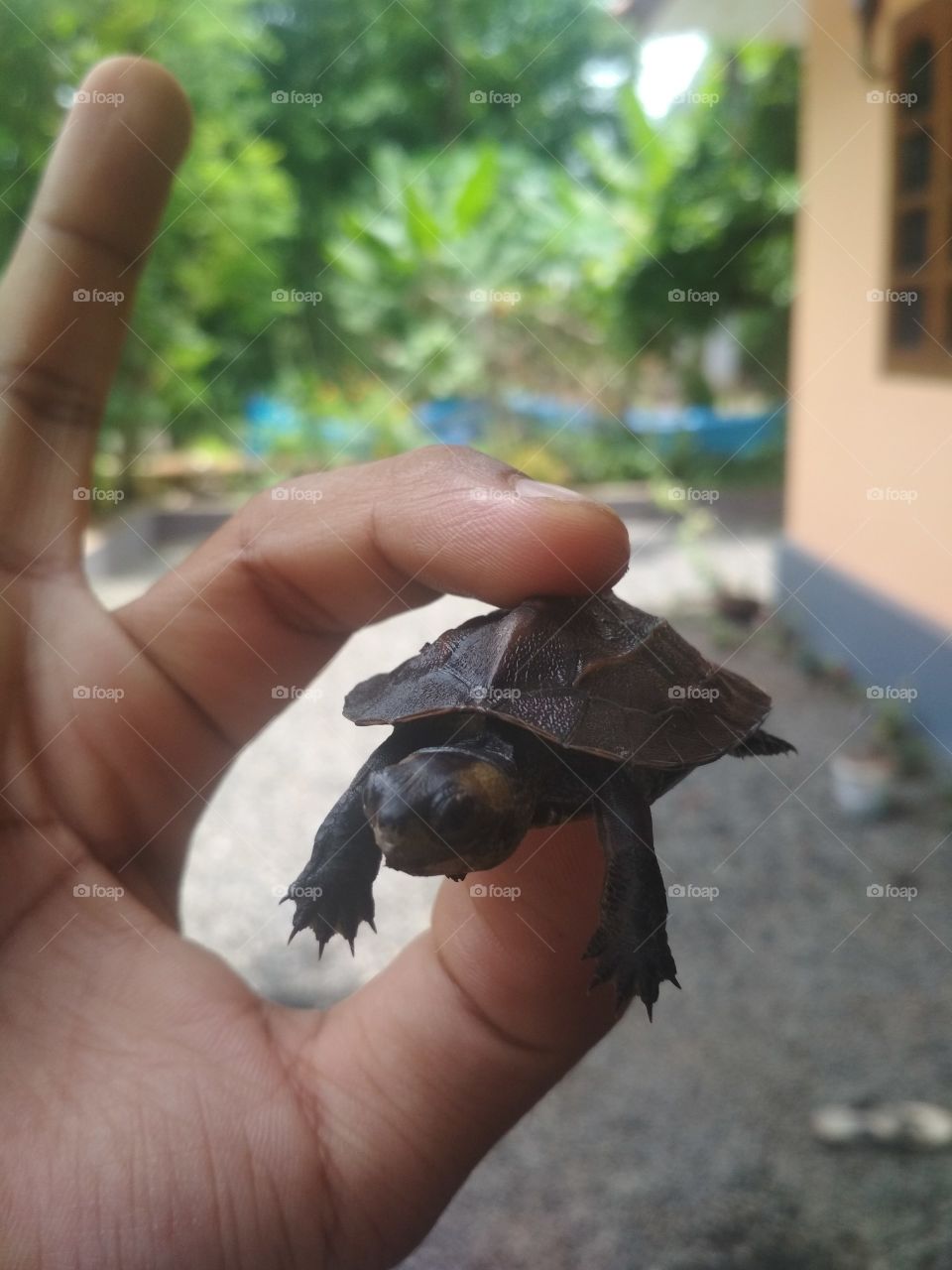 tortoise