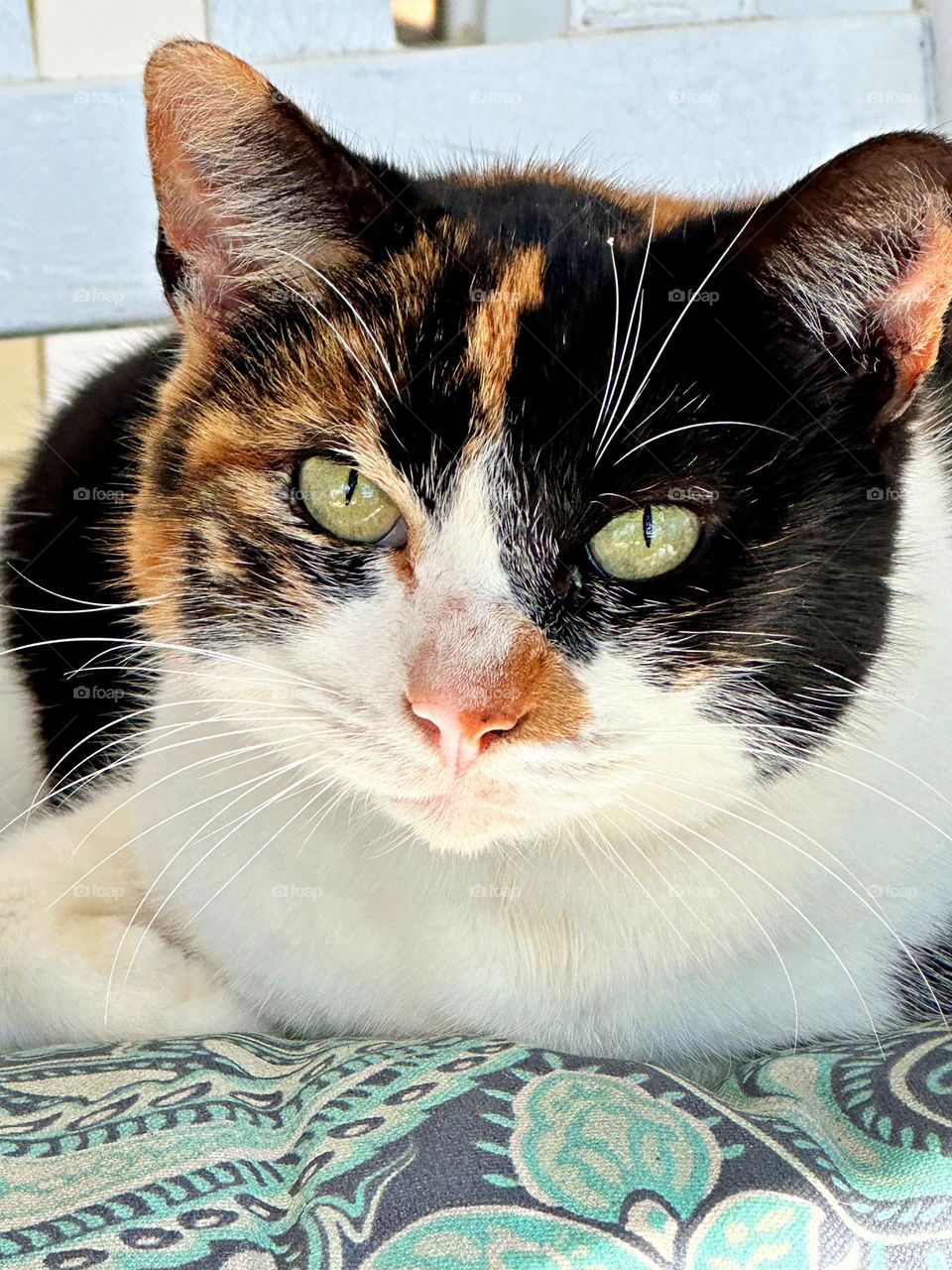 Photo of The Month (January) The Look ! The American Wirehair is a breed of domestic cat originating in Staten Island New York, which is characterized by its wiry fur and crinkly whiskers caused by a genetic mutation