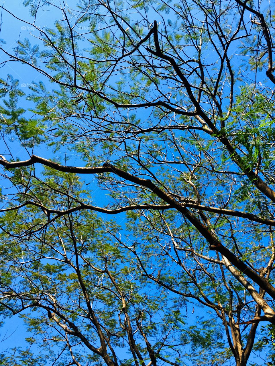 Trees branch with blue sky background in the park 