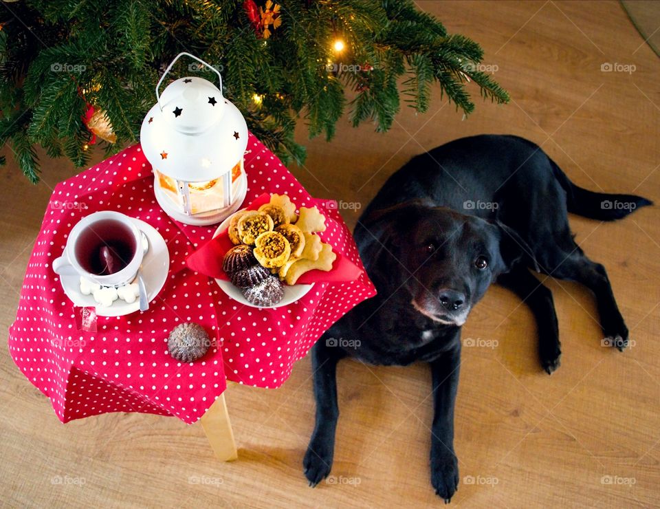 The dog and Christmas
