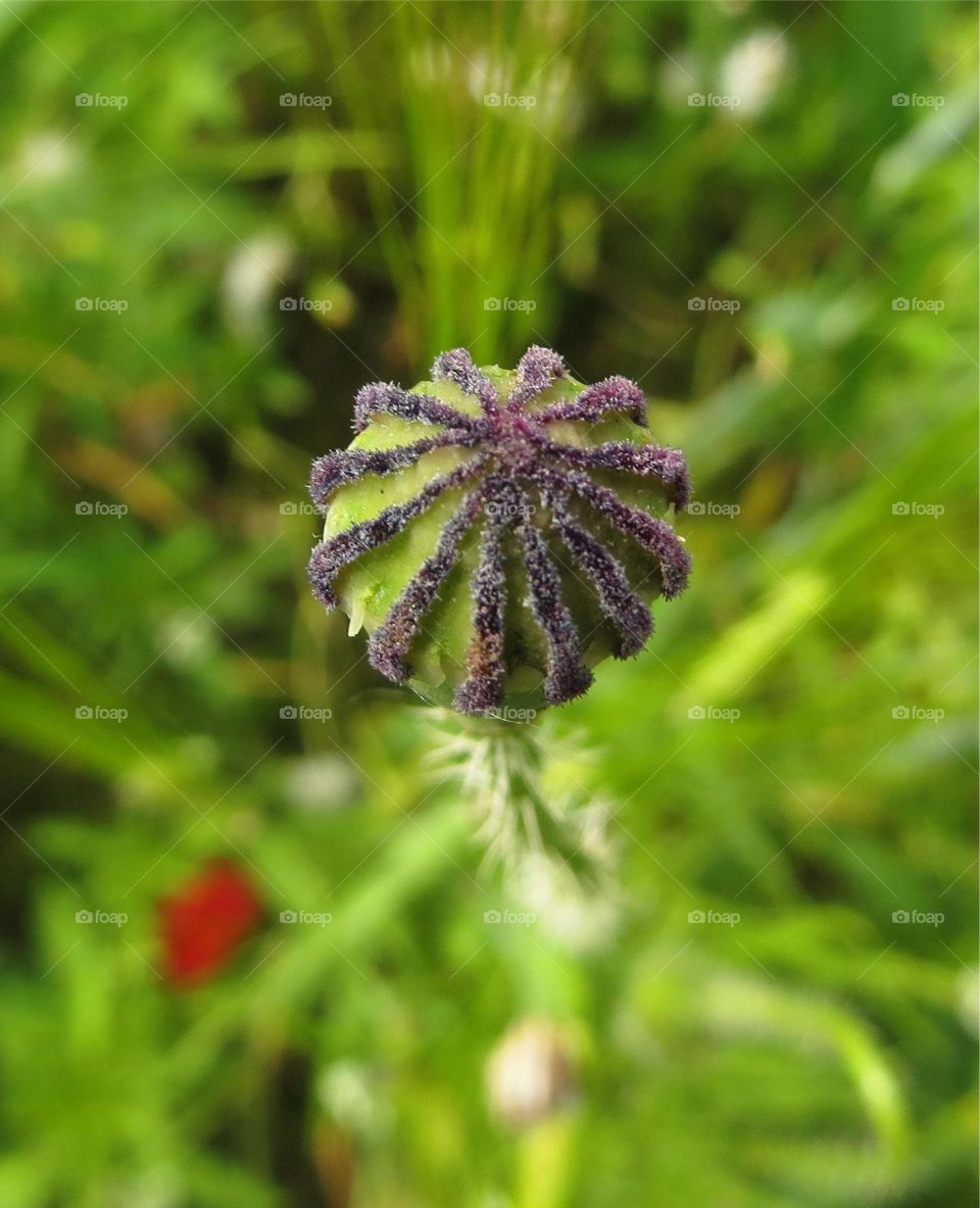 poppy bud