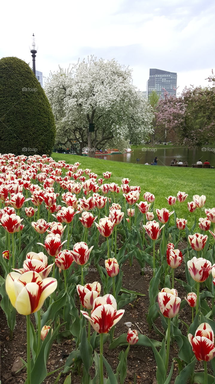 Flower, Garden, Nature, No Person, Flora