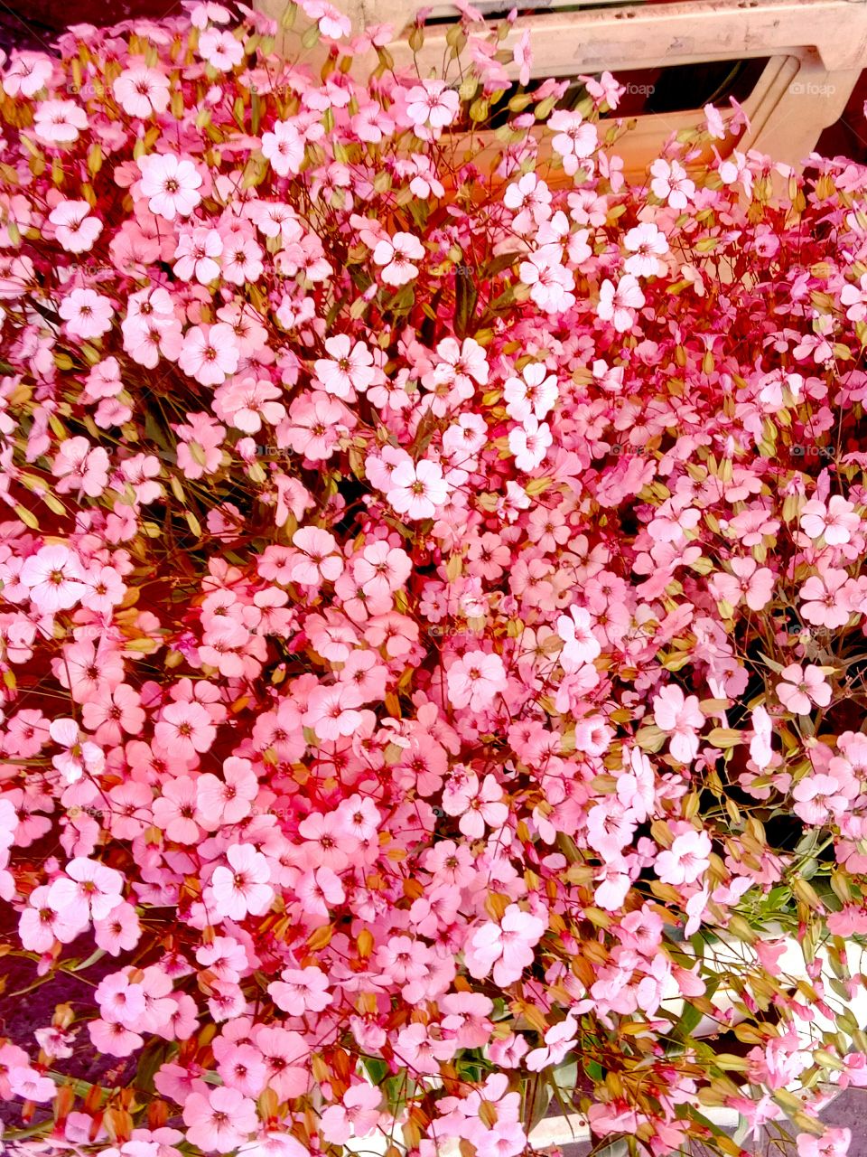 Flower, Nature, No Person, Flora, Blooming