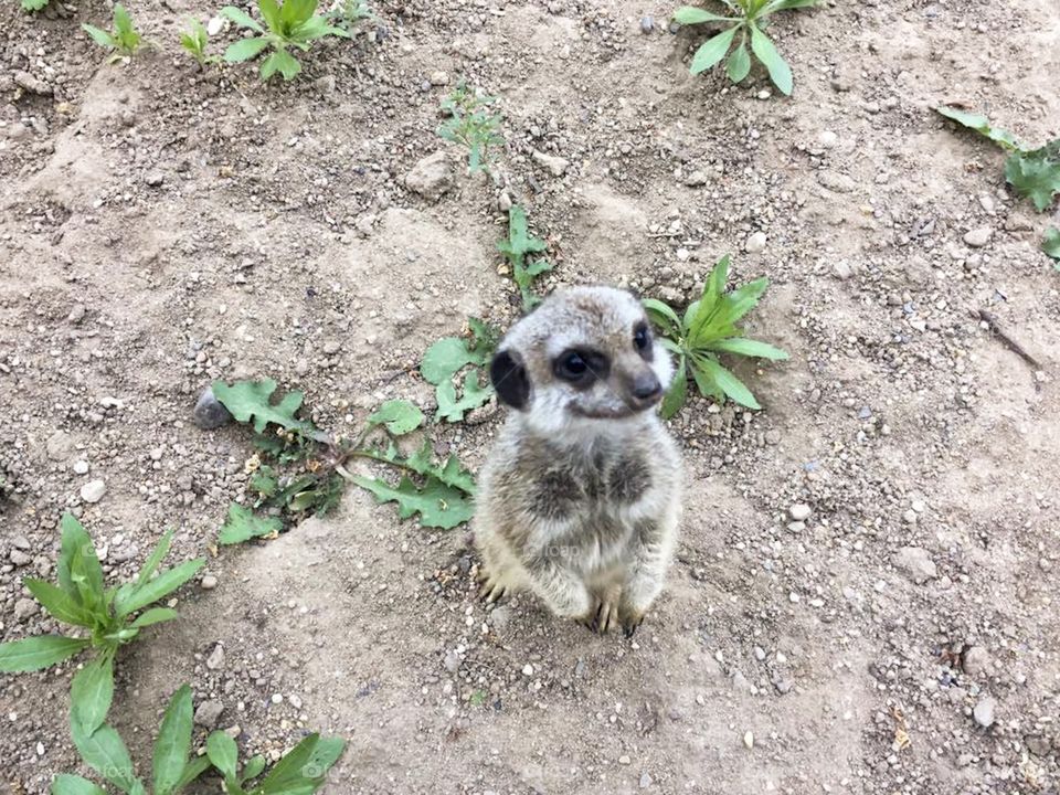 Suricate