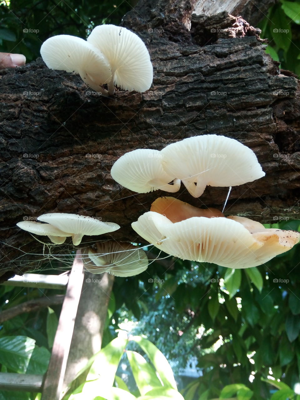 Fungus, Mushroom, Nature, Wood, Toadstool