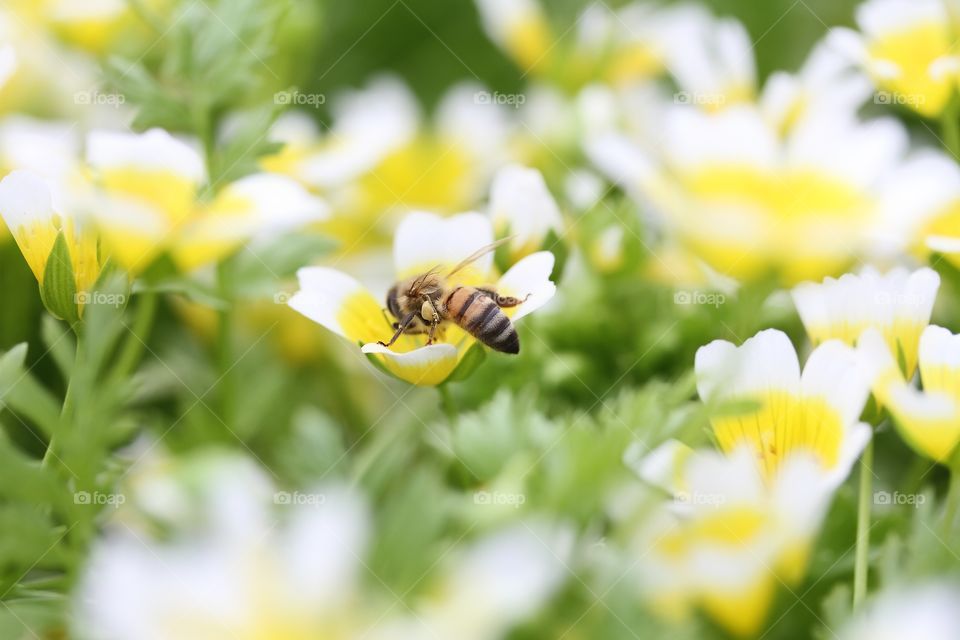 Bee on flower