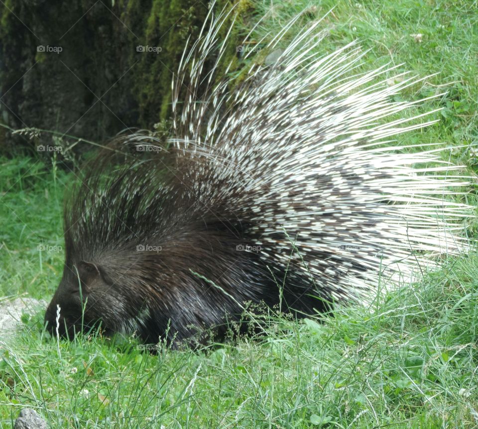 Large Porcupine