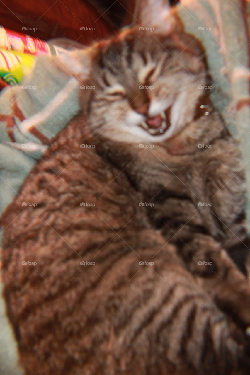 Gray Striped Silver Tabby Smiling