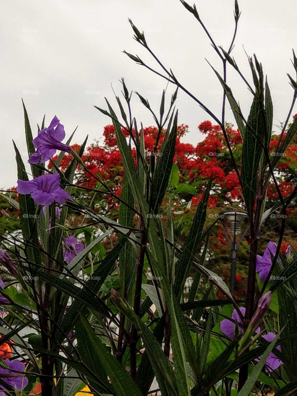Two blooming flowers have two vibrant and beautiful colors in summer.