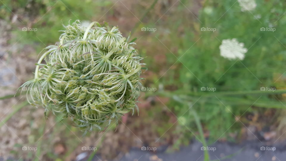 ball of green