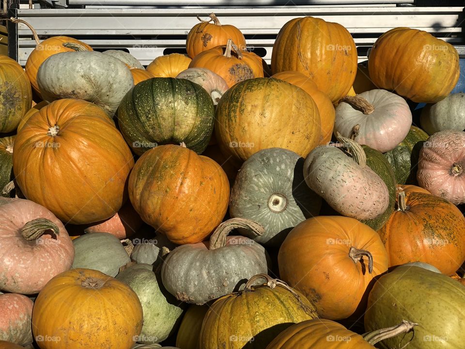 Pumpkins 