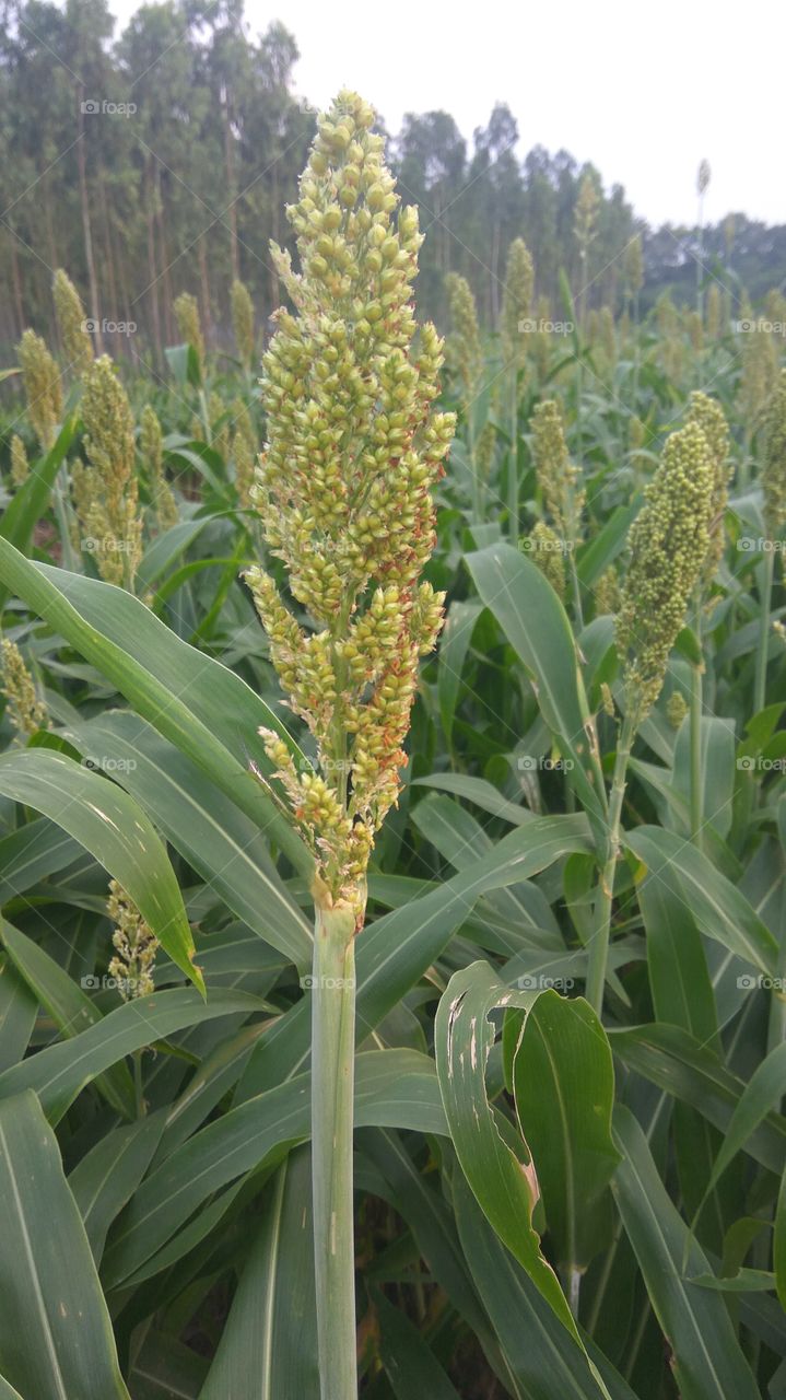 lovely cropping with green leafy