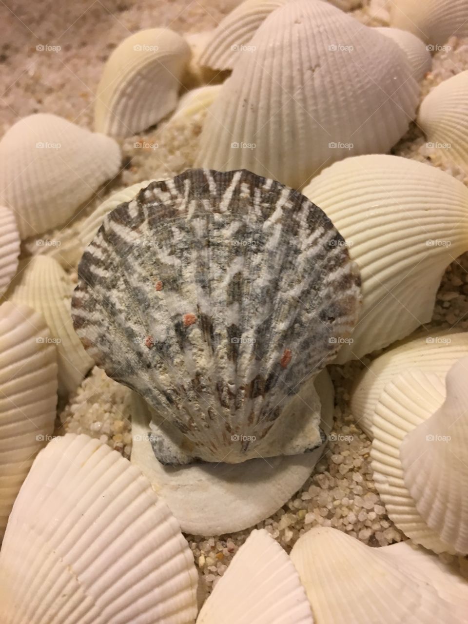 Seashells on sand