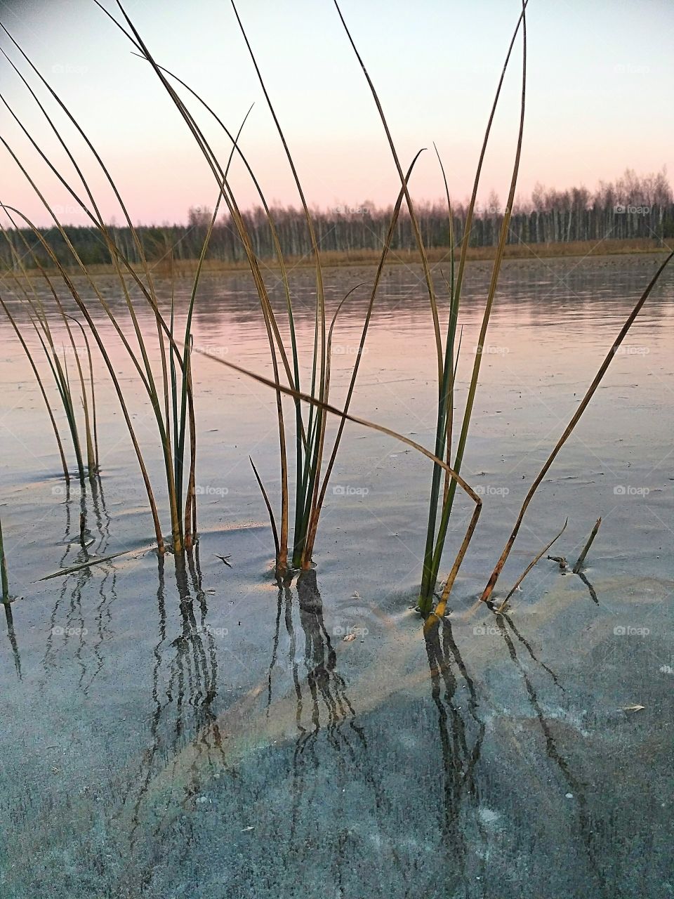 november, замёрзшее, лесное озеро, вечер, закат, осока вмерзшая в лёд, мороз, лес вокруг озера.