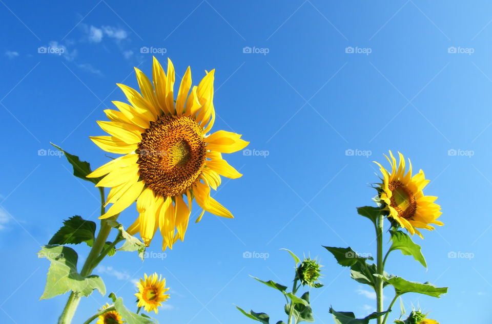 Sunflower blooming against sky