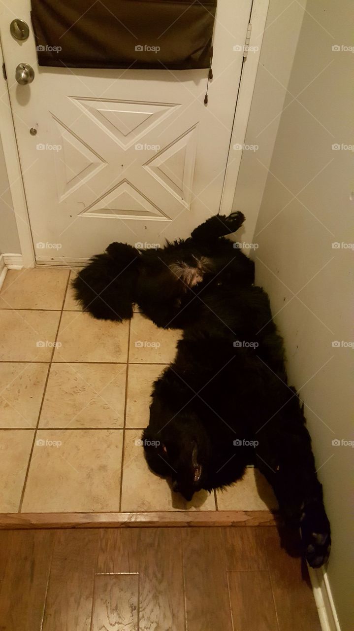 Dog, One, Canine, People, Mammal