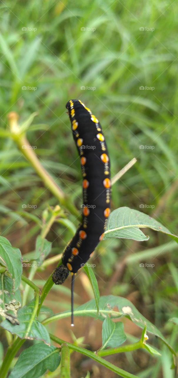 caterpillar

￼