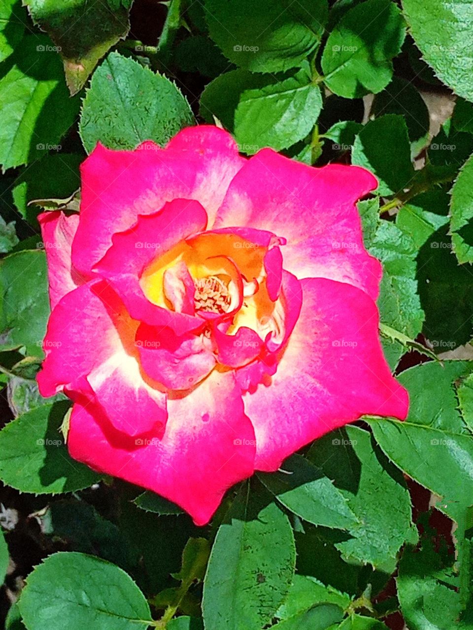 beautiful pink rose🌹 flower 🌺🌻🌹🌷in our garden