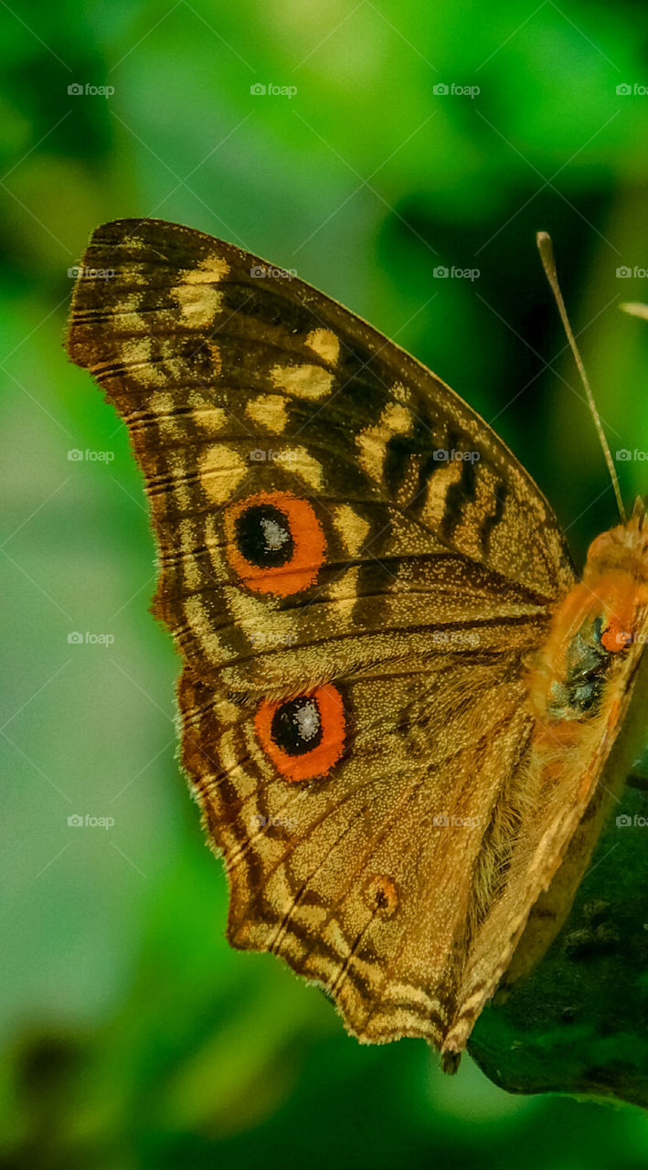 Beauty of Colourful butterfly in nature.