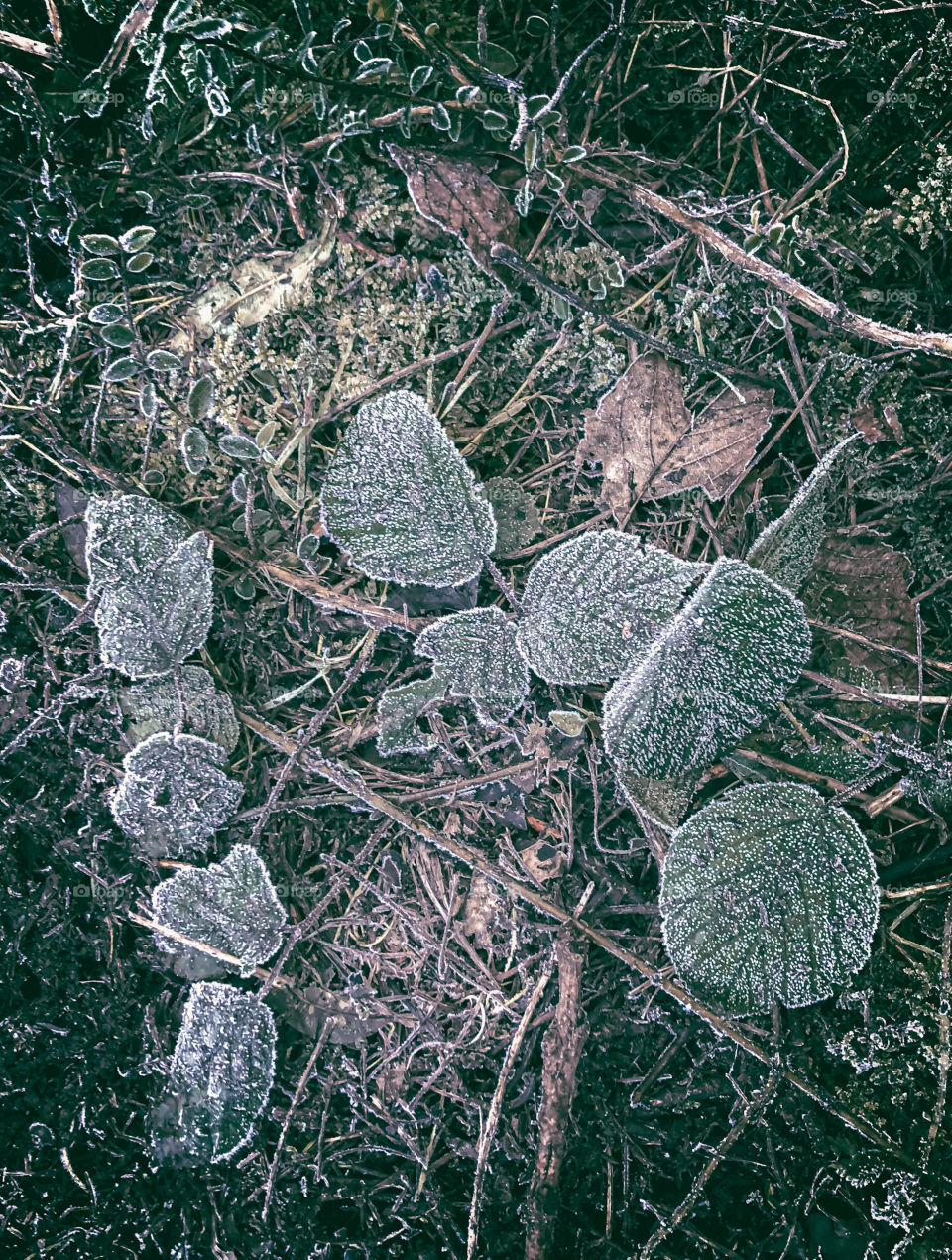 Frozen leaves 
