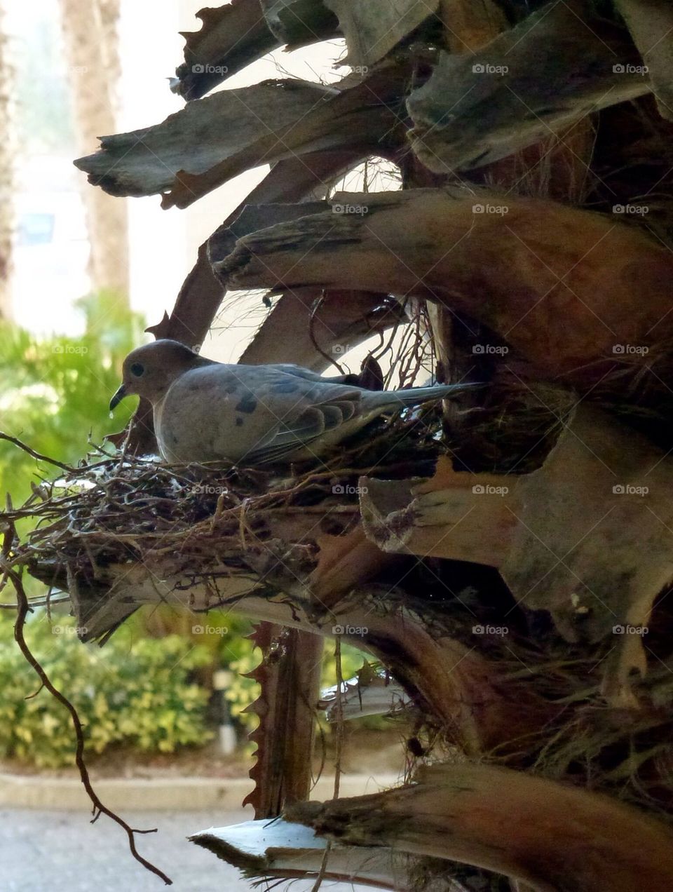 Morning dove nesting. Spring is here. Florida 